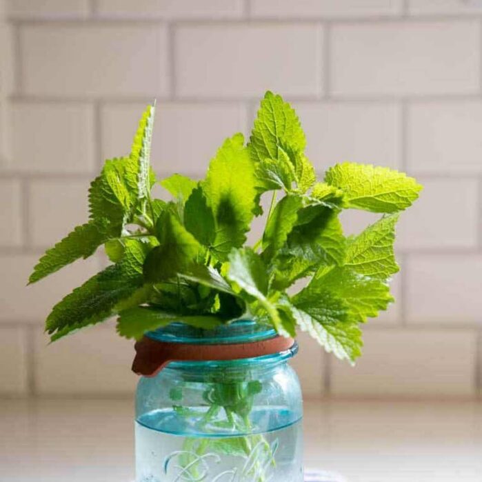 Lemon Balm Recipes for Weight Loss